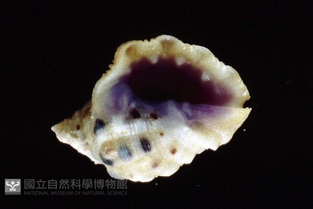 紫口岩螺藏品圖，第4張