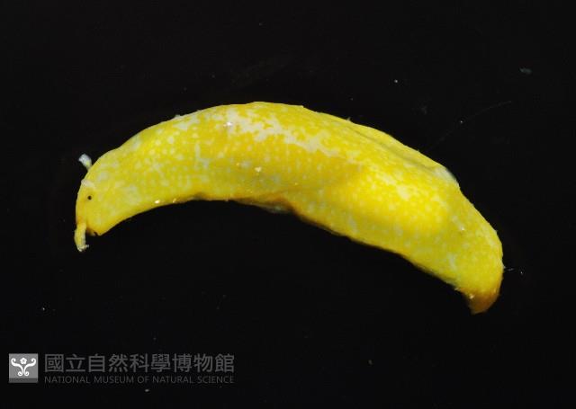 斑葉海兔藏品圖，第4張