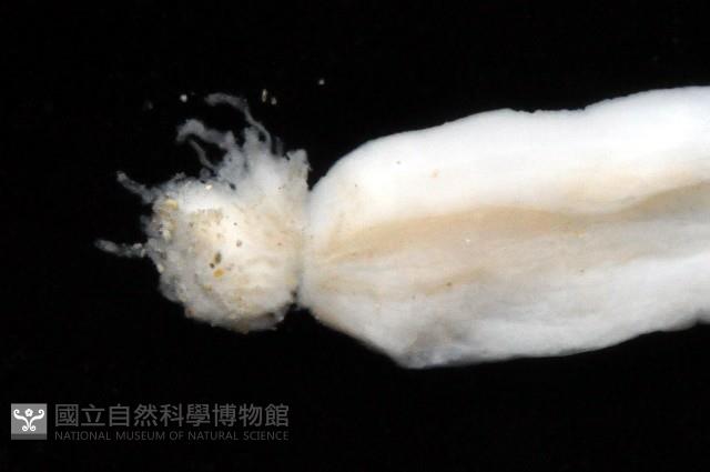 未知種鑽沙海葵藏品圖，第4張
