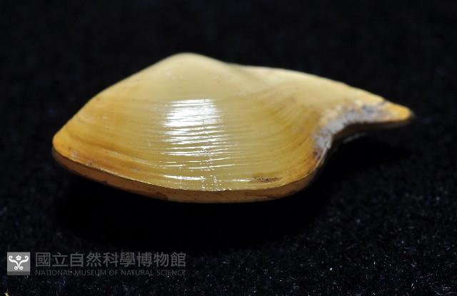 深淵馬刺蛤藏品圖，第4張