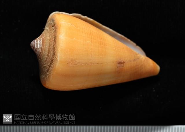 蠟黃芋螺藏品圖，第4張