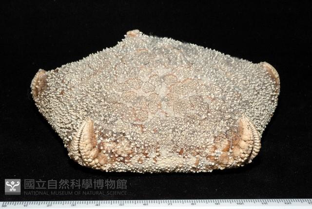 麵包海星(饅頭海星)藏品圖，第4張