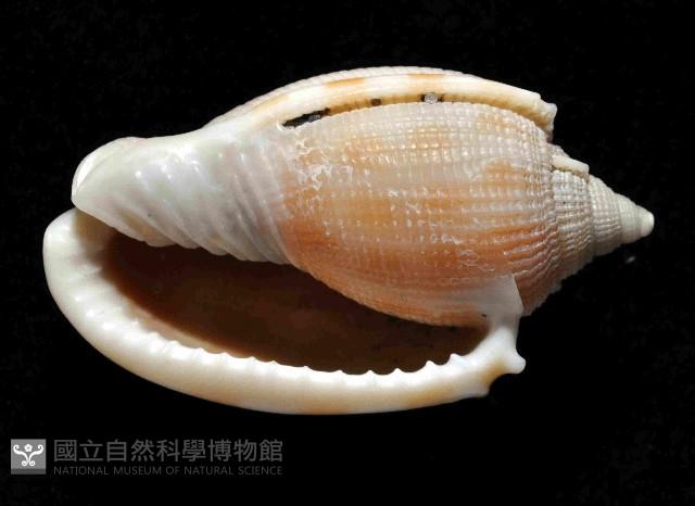 布紋鬘螺藏品圖，第4張