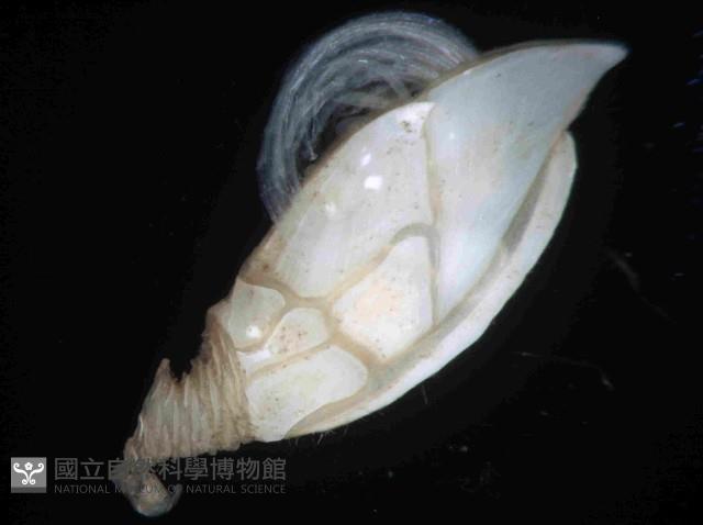 繁毛阿南鎧茗荷藏品圖，第4張