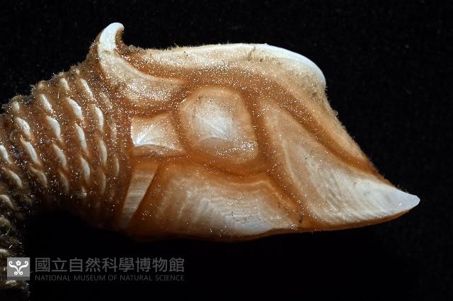 司氏鎧茗荷藏品圖，第4張