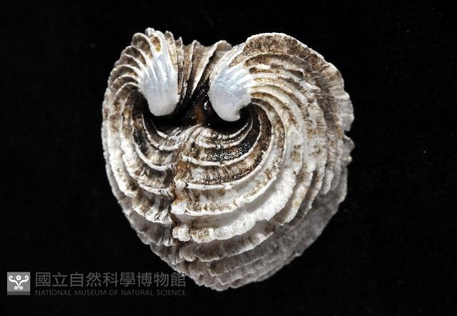 龍王圈心蛤藏品圖，第4張