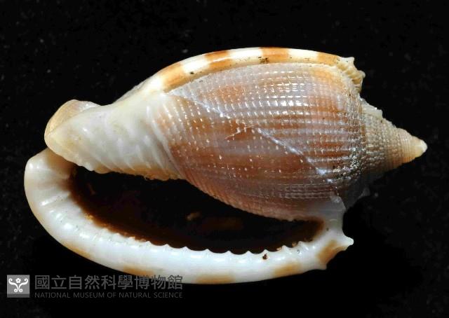 布紋鬘螺藏品圖，第4張