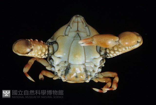 單齒玉蟹藏品圖，第4張