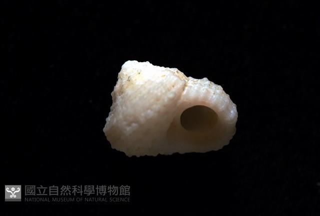 荔枝花冠螺藏品圖，第4張