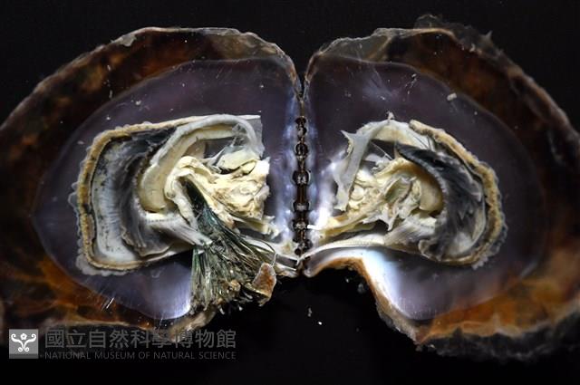 馬鞍(扁平)障泥蛤藏品圖，第4張