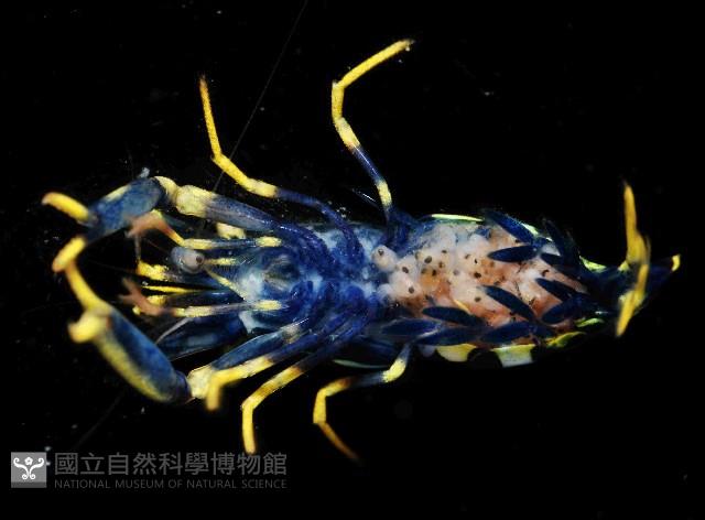 海羊齒共生長臂蝦之一種藏品圖，第4張