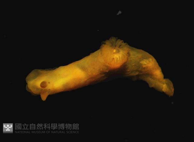 黃裸海蛞蝓藏品圖，第4張