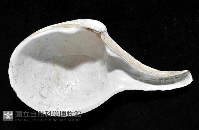 大杓蛤藏品圖，第4張