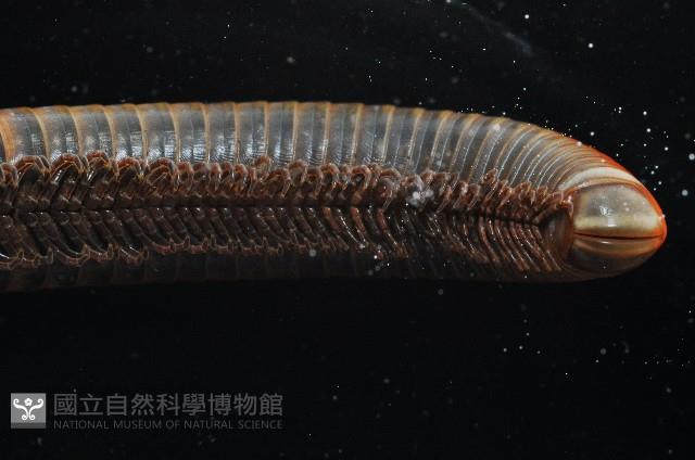 浙山蛩(浙旋刺馬陸)藏品圖，第4張
