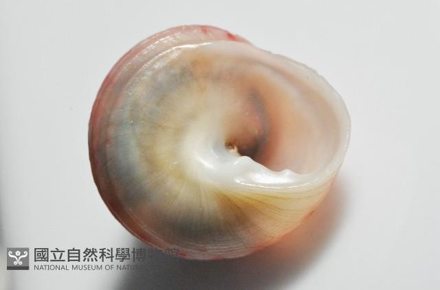 光華蠑螺藏品圖，第4張