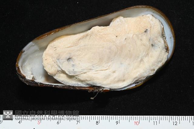 平端深海殼菜蛤藏品圖，第4張