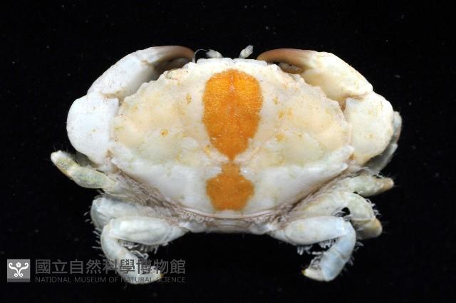 肉球皺蟹藏品圖，第4張