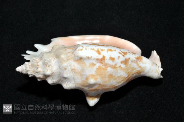紫袖鳳凰螺藏品圖，第4張