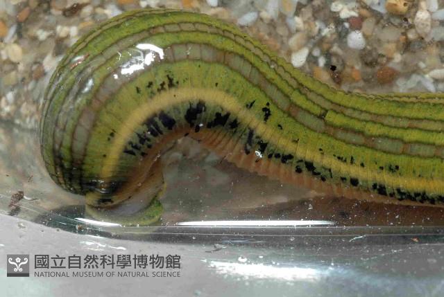 光潤金線蛭藏品圖，第4張