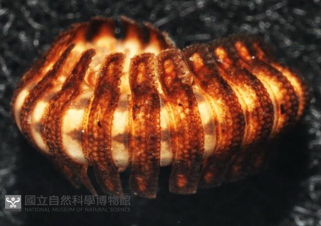 多節日本帶馬陸藏品圖，第4張