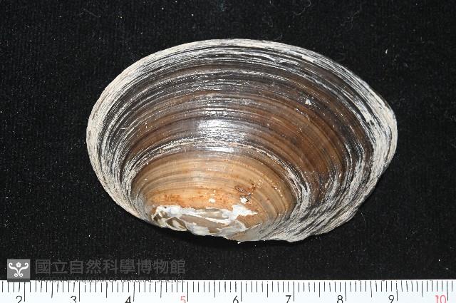 青蚌藏品圖，第4張