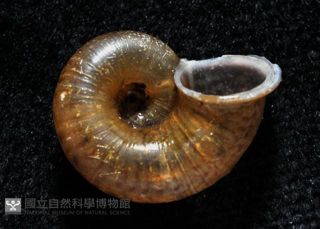 臺灣山蝸牛藏品圖，第4張