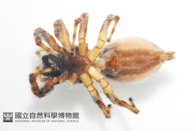 雙帶扁蠅虎藏品圖，第4張