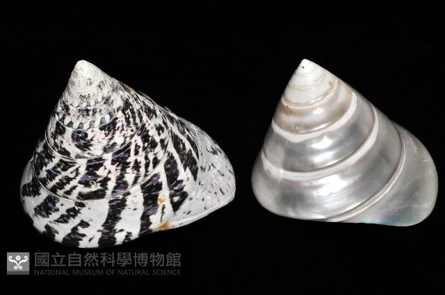 馬蹄鐘螺(牛蹄鐘螺)藏品圖，第4張