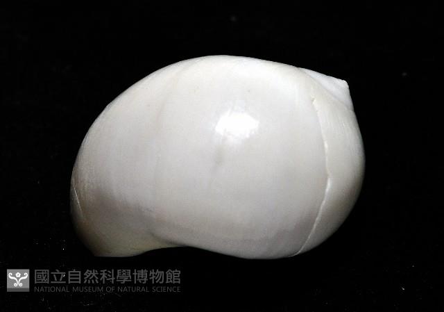 臍孔白玉螺藏品圖，第4張