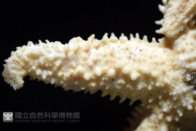 未知種海盤車藏品圖，第4張