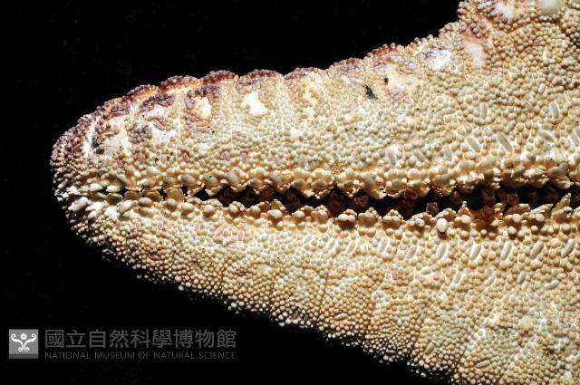 糙五角海星藏品圖，第4張