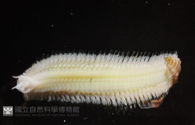 胃鱗蟲藏品圖，第4張
