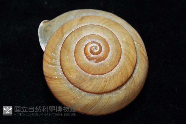 金崙栗蝸藏品圖，第4張