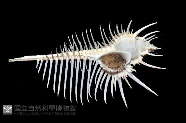 維納斯骨螺藏品圖，第4張