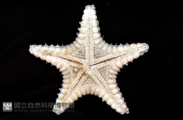 玉緣棘角海星(紫氏麗海星)藏品圖，第4張
