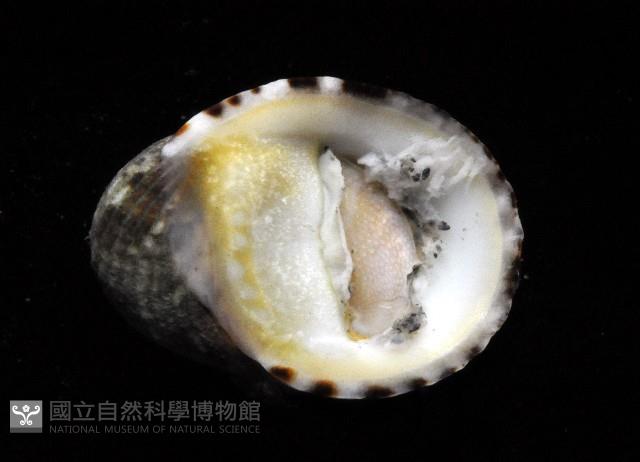 漁舟蜑螺藏品圖，第4張