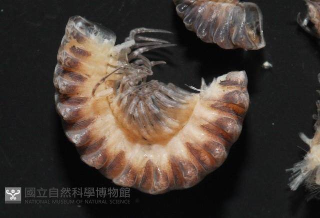 梵梵東京泡馬陸藏品圖，第4張