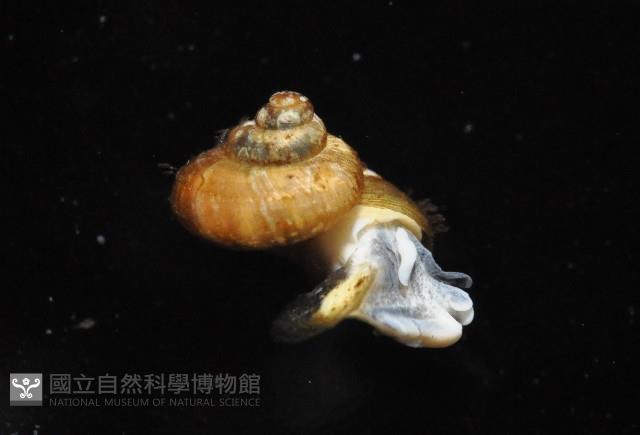 倍葉東洋蝸藏品圖，第4張