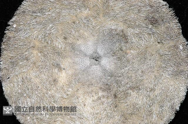盾形網溝海膽藏品圖，第4張