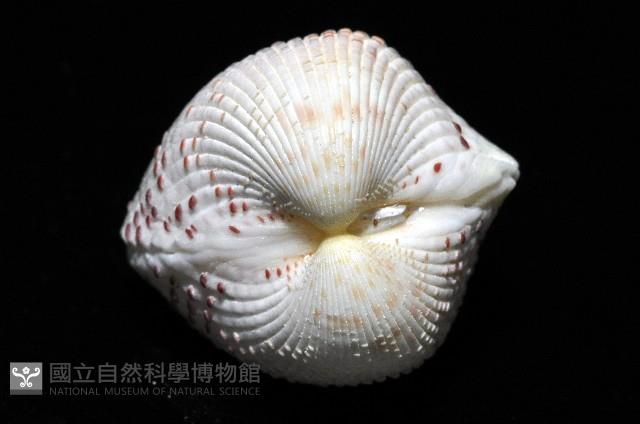 草莓鳥尾蛤藏品圖，第4張