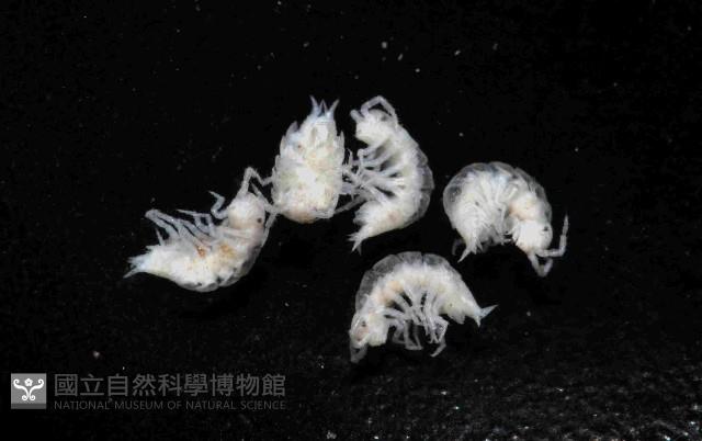 未知種等足類藏品圖，第4張