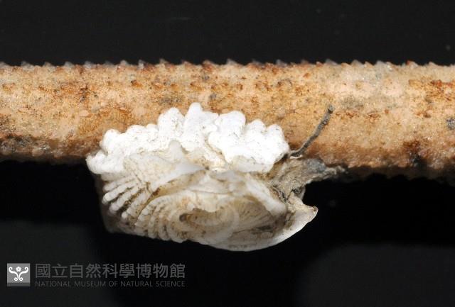 貝雕吻花籠藏品圖，第4張