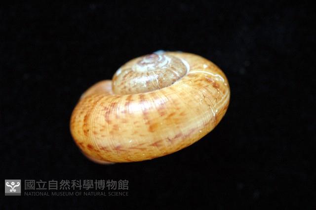 闊唇臺灣山蝸牛藏品圖，第4張