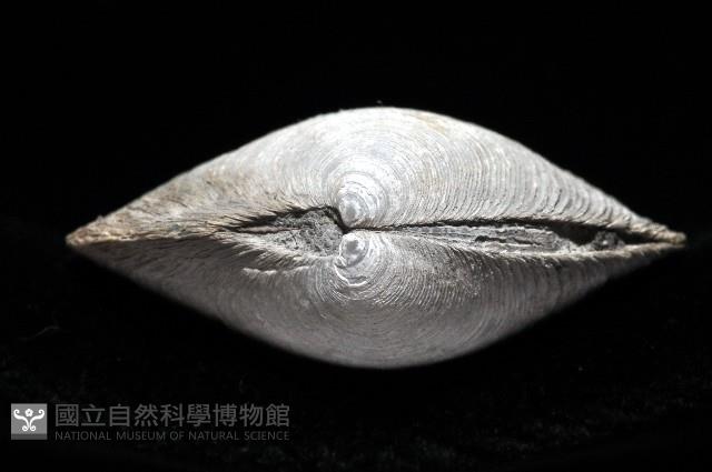 環紋扁滿月蛤藏品圖，第4張