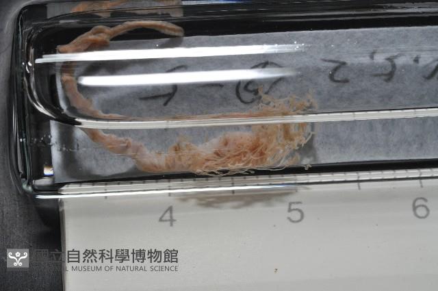 梧棲搓蟄蟲藏品圖，第4張