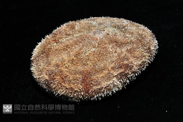 網楯海膽藏品圖，第4張