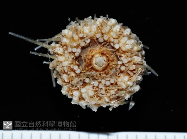 未知種深海皇冠海膽藏品圖，第4張