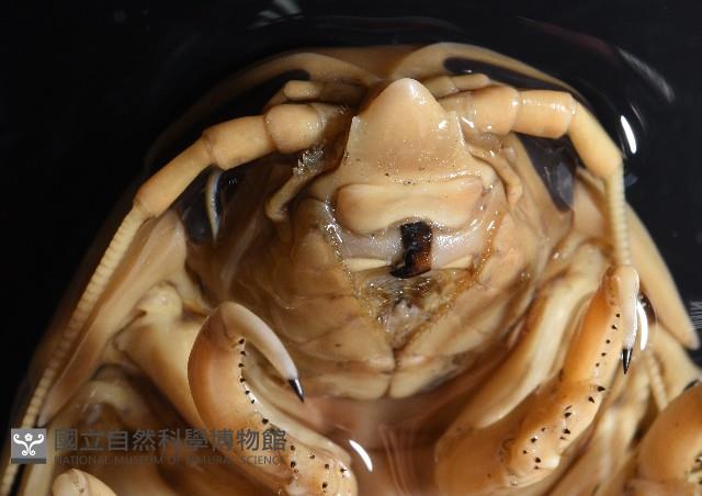 道氏深水虱藏品圖，第4張