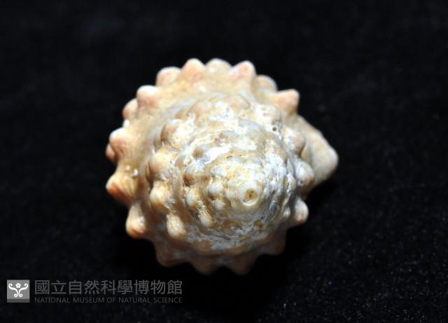 鏈結螺藏品圖，第4張