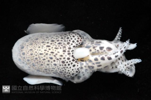 耳烏賊之一種藏品圖，第4張